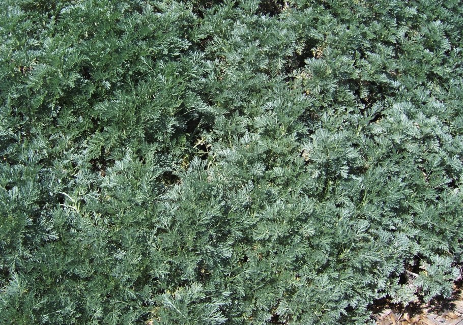 Артемизия Полынь корейская