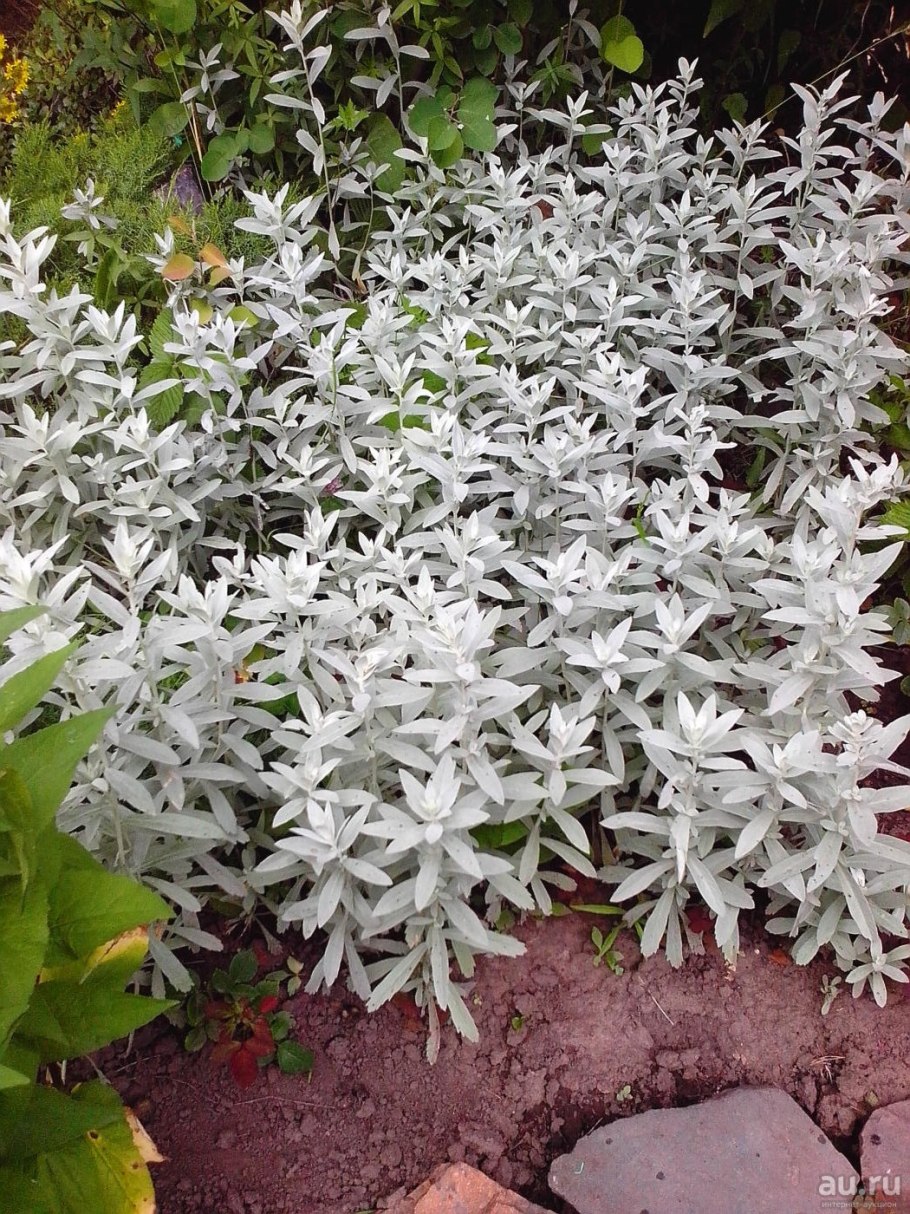 Полынь Дармина