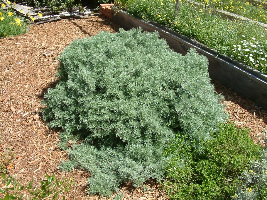 Римская Полынь (Artemisia Pontica)