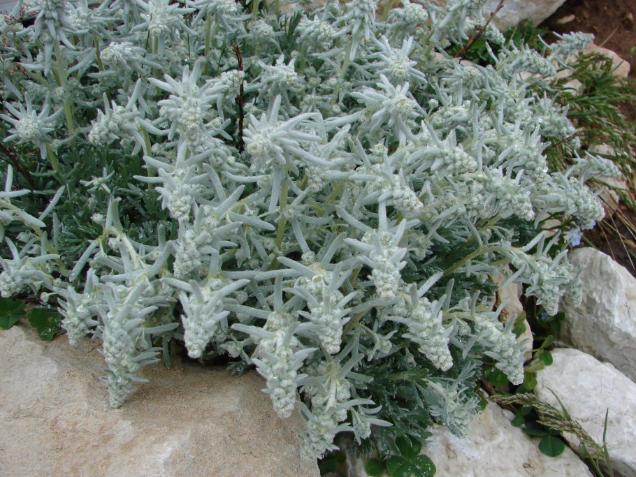 Полынь Стеллера хрустальное кружево