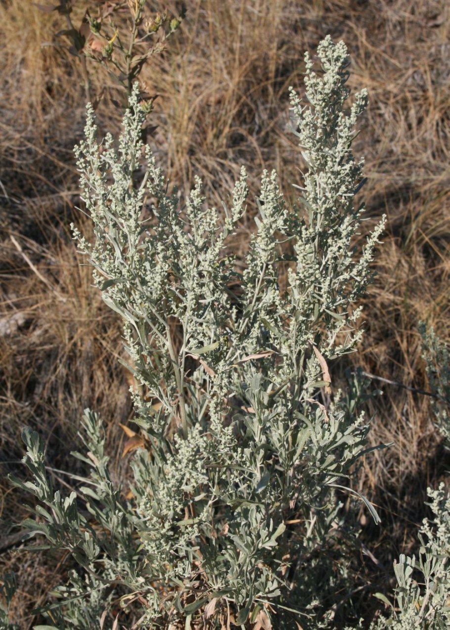 Полынь крымская (artemisia taurica)