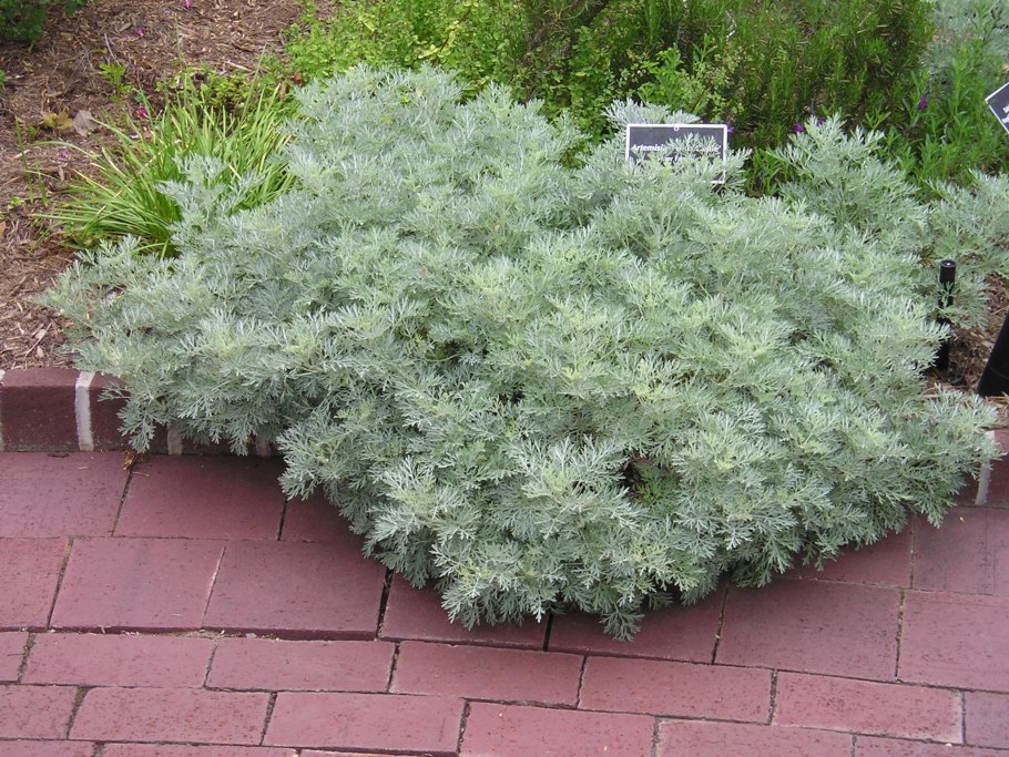 Полынь "Powis Castle" (Artemisia)