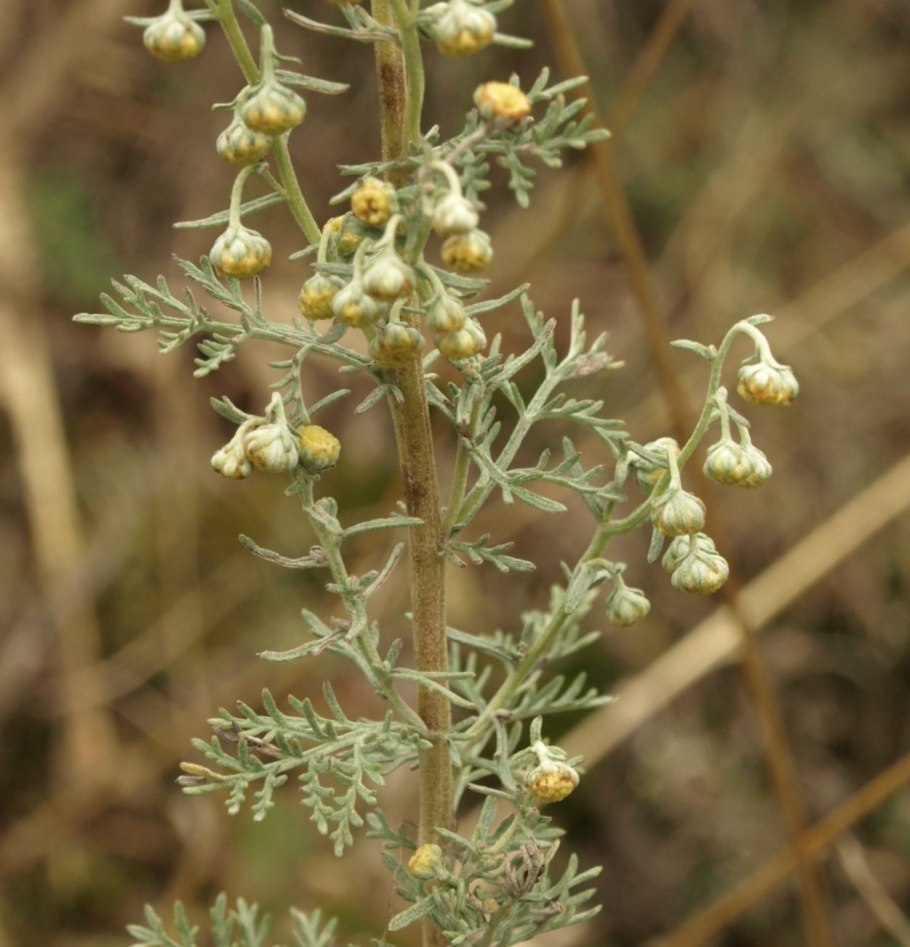 Полынь Artemisia maritima