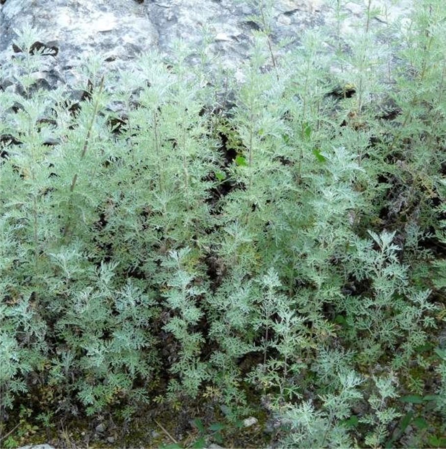 Полынь Людовика (Artemisia ludoviciana)