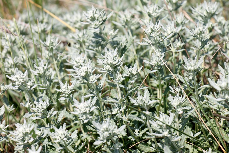 Полынь беловойлочная