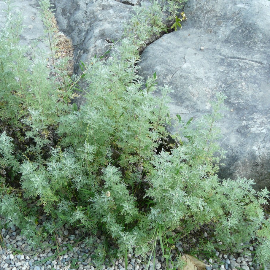 Artemisia Borealis