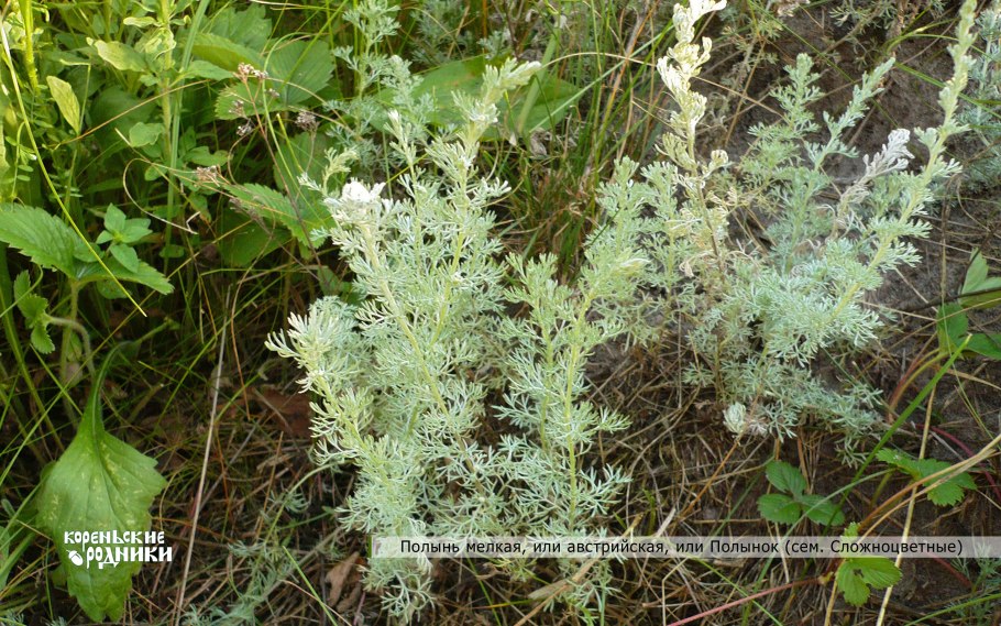 Полынь австрийская (полынок)