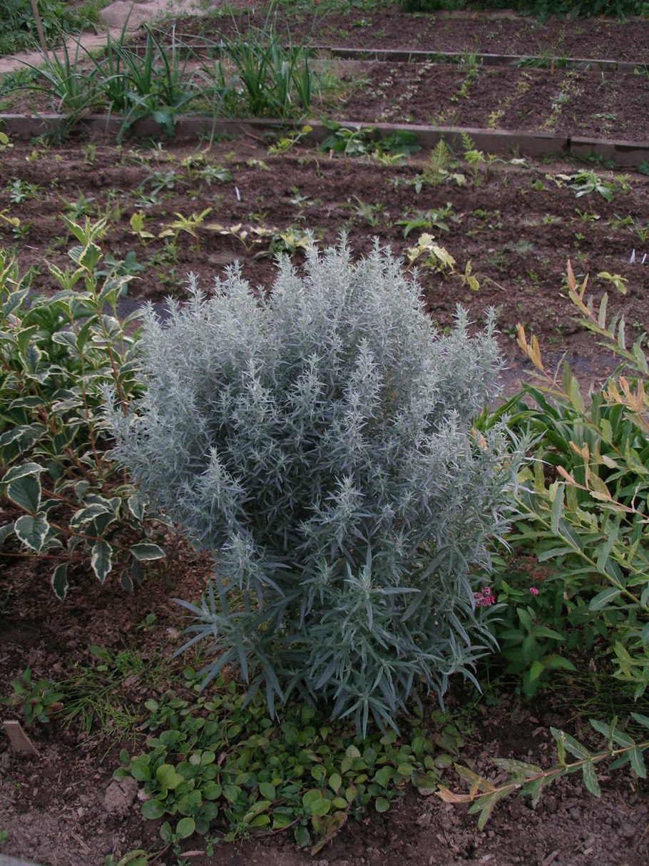 Полынь Стеллера