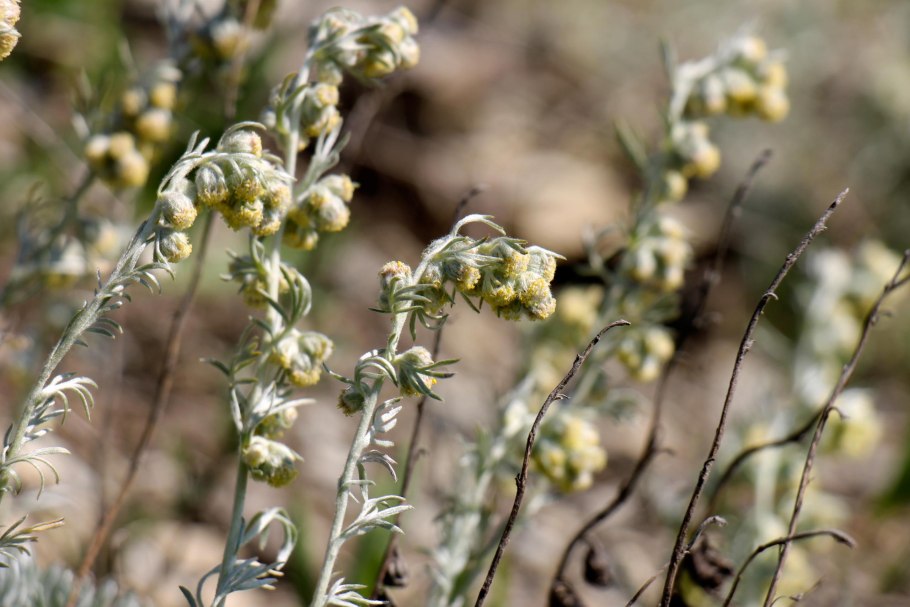 : полынь кавказская — artemisia caucasica.
