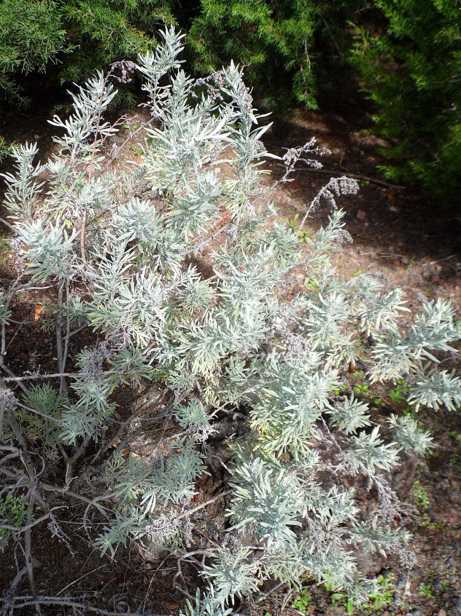 Полынь горькая (Artemisia absinthium)