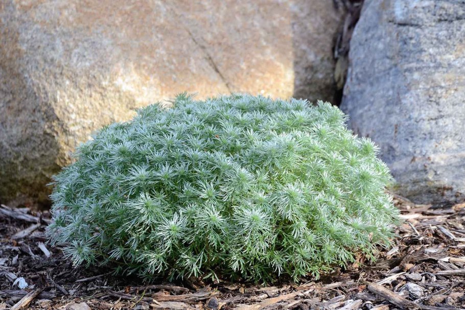 Полынь шмидта нана