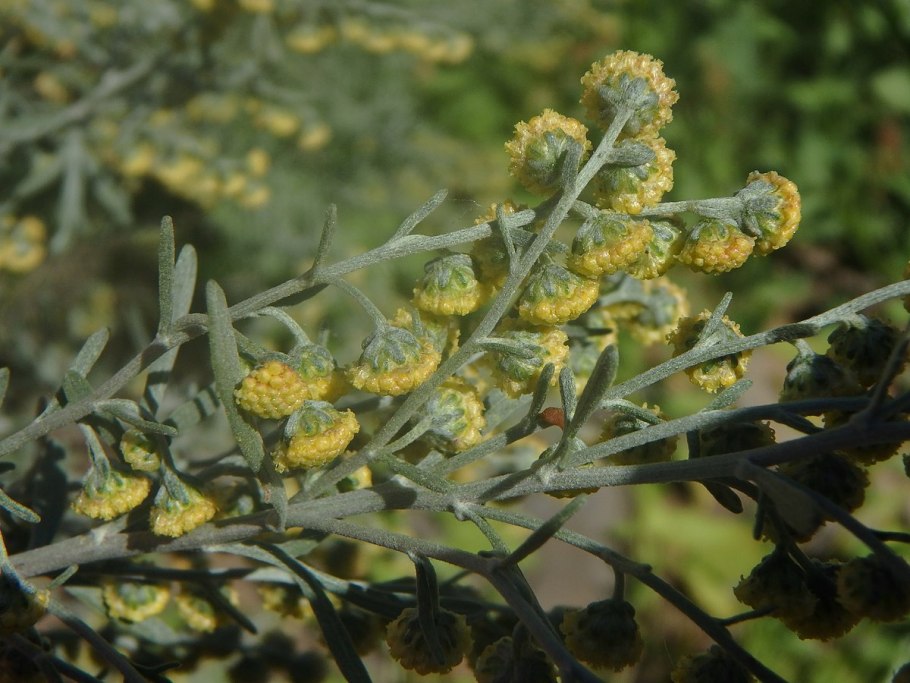 Artemisia thuscula