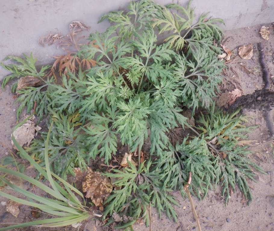 : полынь кавказская — artemisia caucasica.