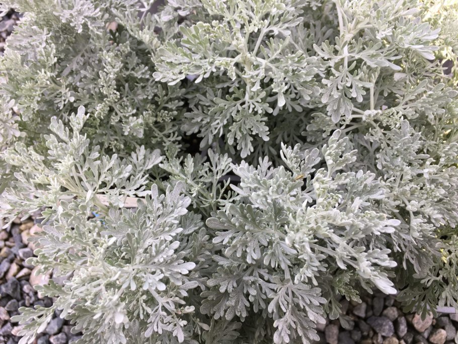 Полынь трехзубчатая Artemisia