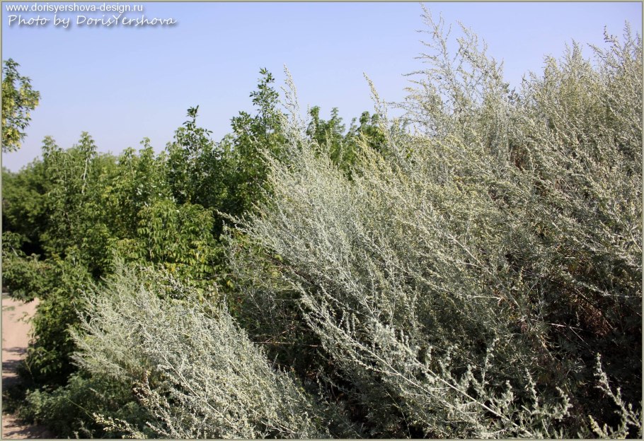 Полынь крымская