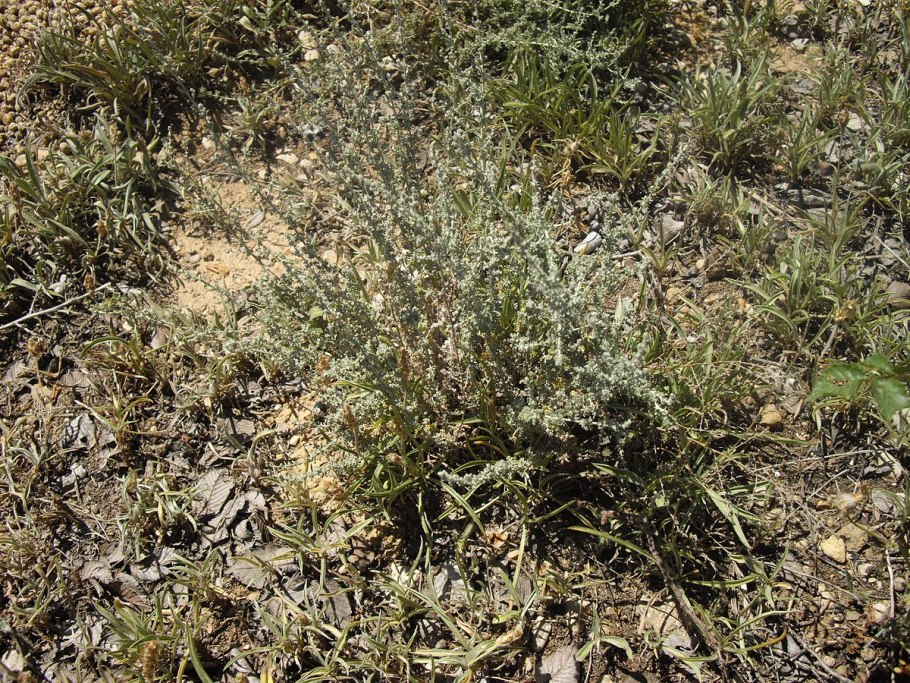 Artemisia herba alba