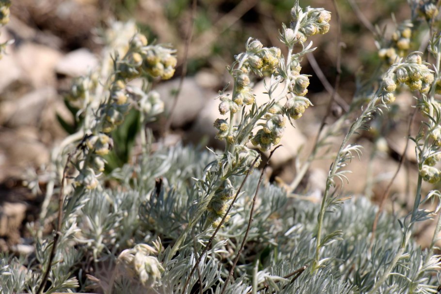 Полынь баргузинская — artemisia bargusinensis