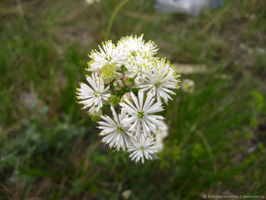 Thalictrum rubescens