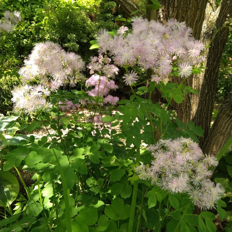 Василистник водосборолистный Thalictrum aquilegifolium