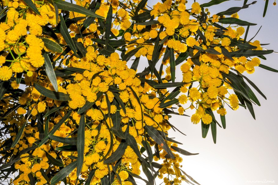 Акация Ивовая Турция