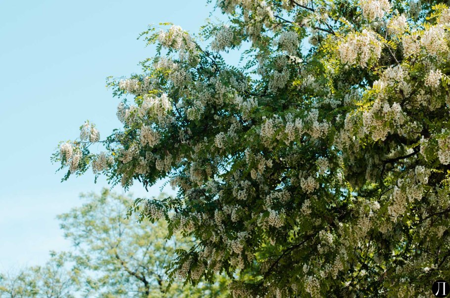 Желтая Акация масонство