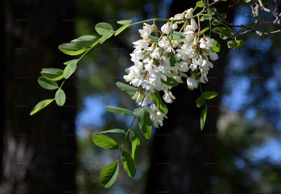 Акация густоцветковая