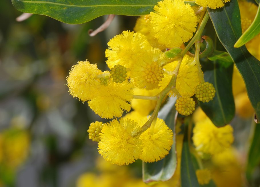 Акация Ивовая (Acacia saligna)