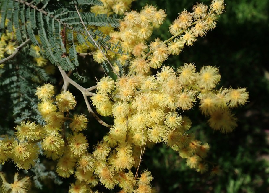 Acacia willardiana