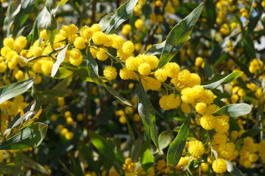 Акация Ивовая (Acacia saligna)