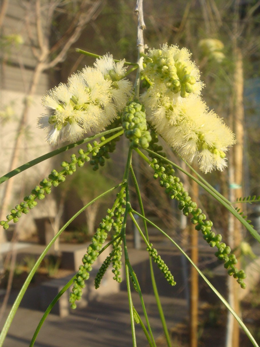 Acacia willardiana