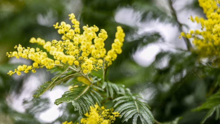 Акация миртолистная