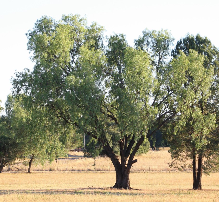 Акация Ивовая (Acacia saligna)