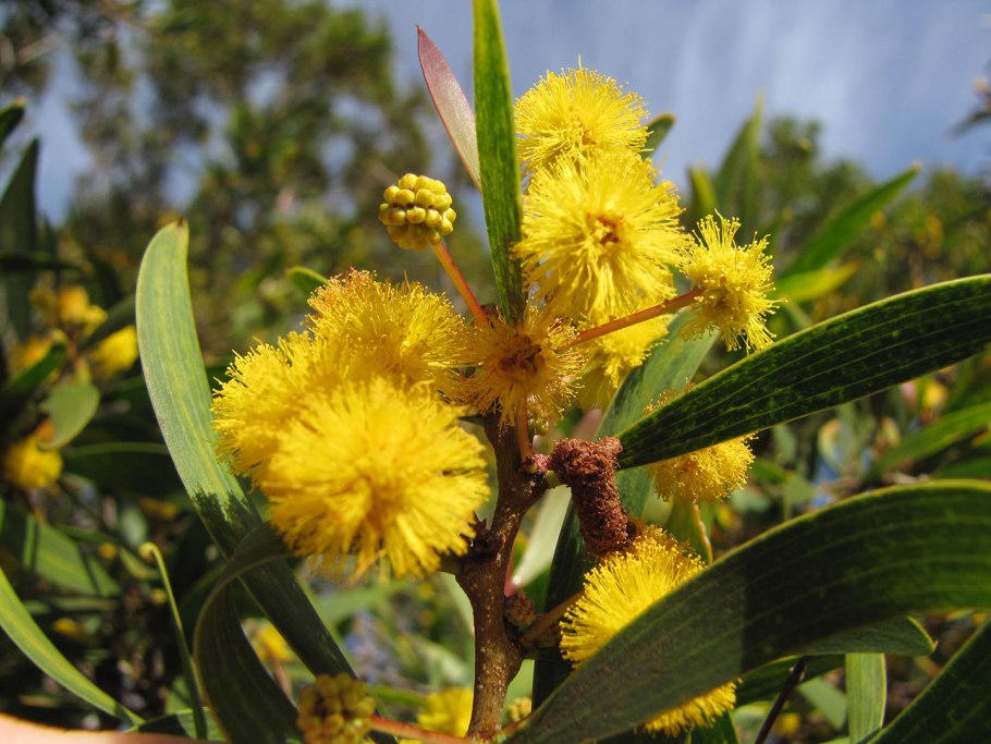 Акация confusa