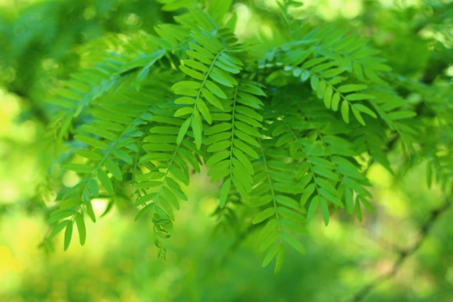 Акация густоцветковая