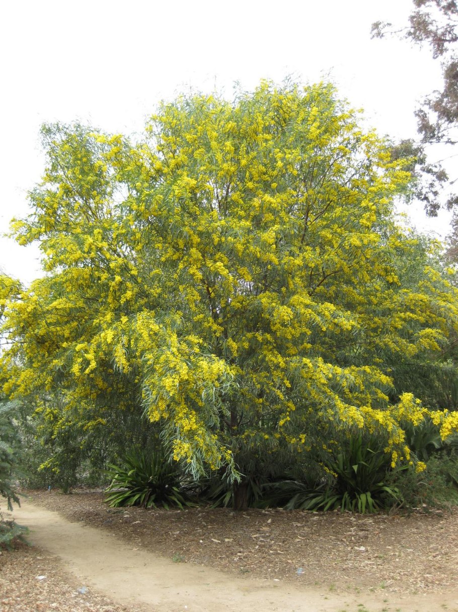 Акация камеденосная шипы