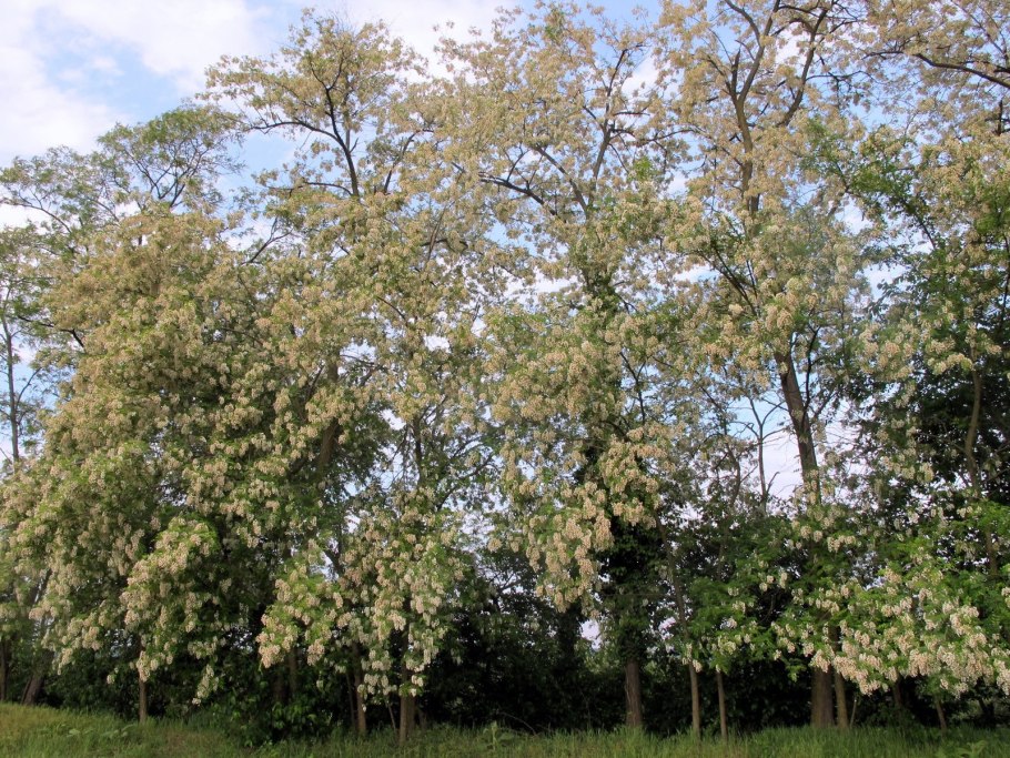 Робиния лжеакация дерево