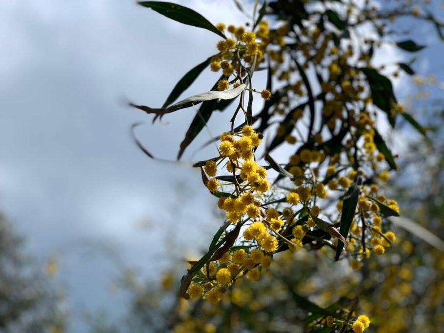 Акация ивовидная Мимоза