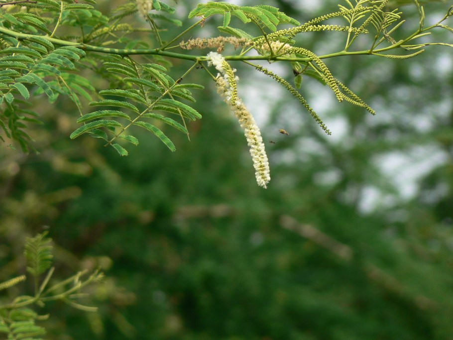 Acacia Акация дерево
