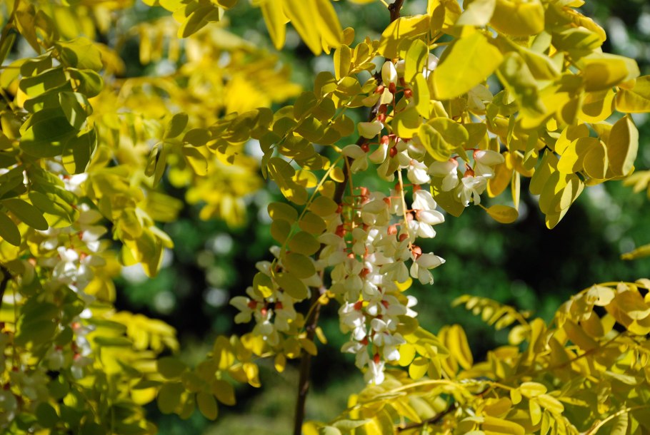 Acacia saligna