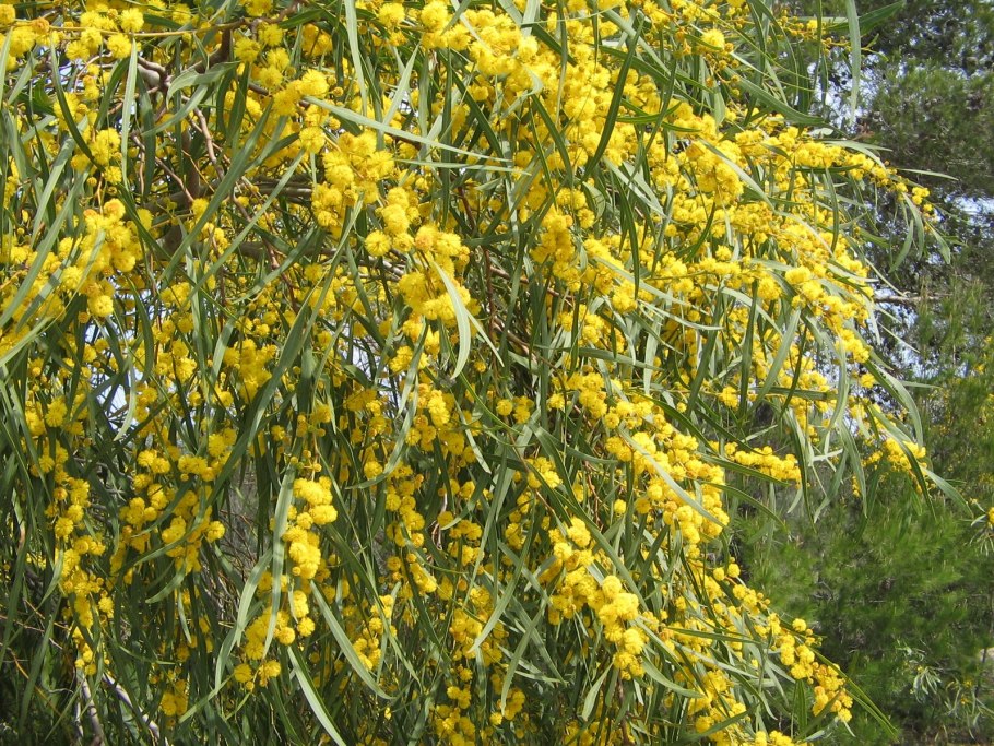 Acacia saligna