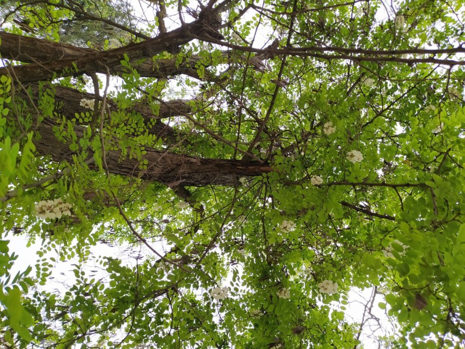 Акация ползучая