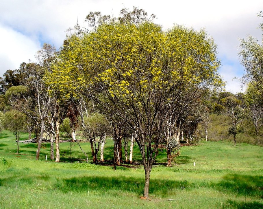 Золотая акация австралии