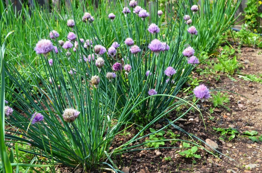 Лук шалот цветение