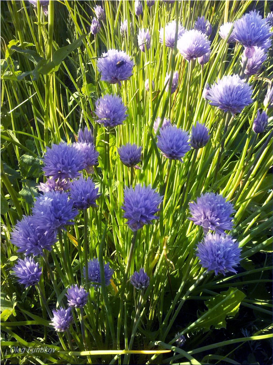 Шнитт-лук лук шнитт Эльви