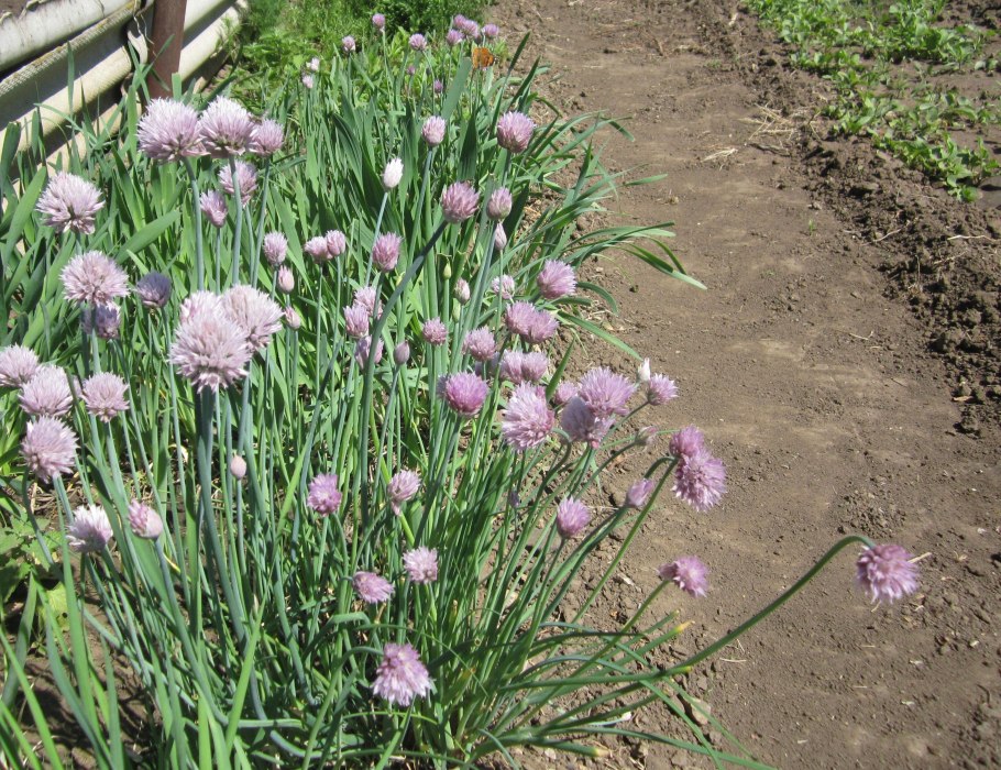 Стрельчатый лук