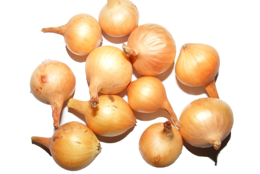 Лук репчатый Allium Cepa l.