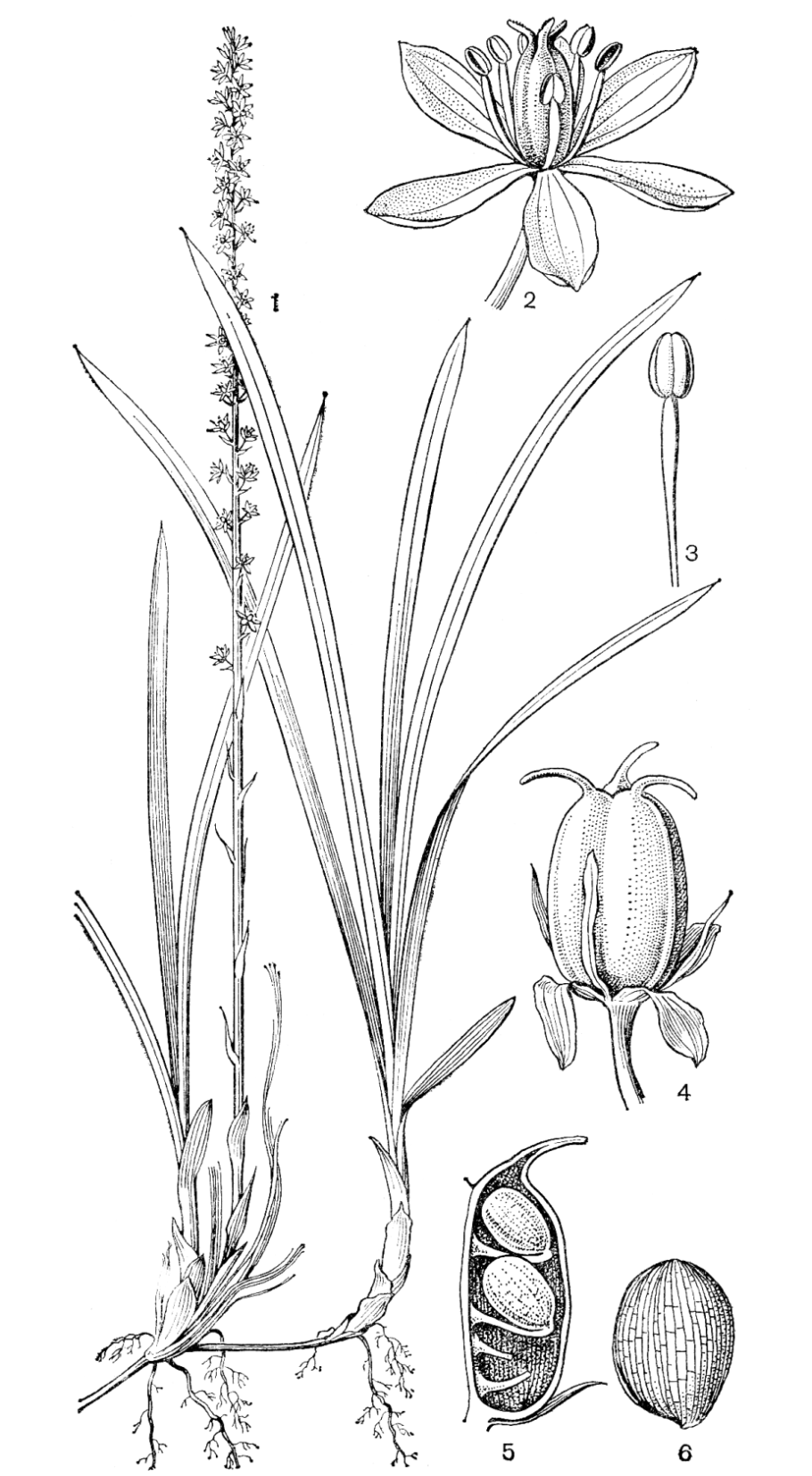 Нартециум растение