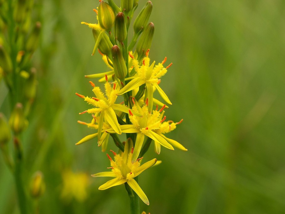Мелантиевые Лилейные