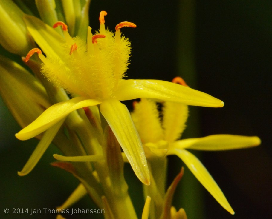 Narthecium ossifragum