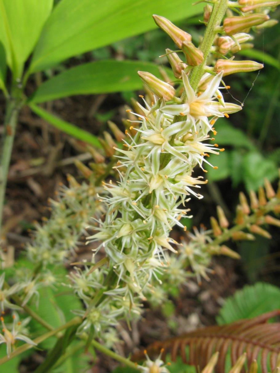 Narthecium ossifragum